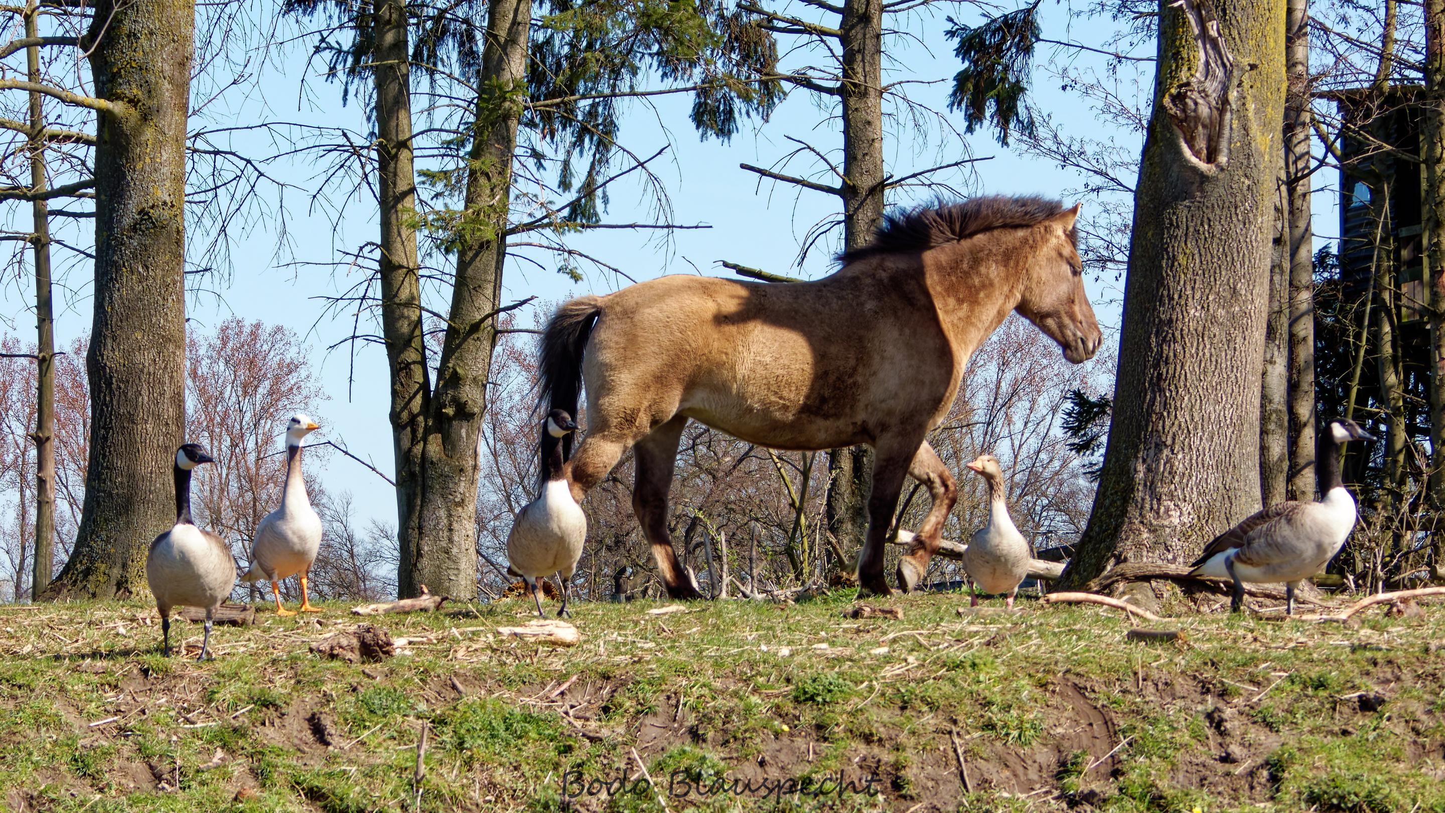 Landschaft   Tiere   Steveraue   2021.03.29 11.56 59 HQ
